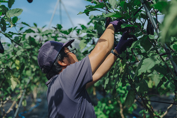 地域に広げる
食と農の輪
